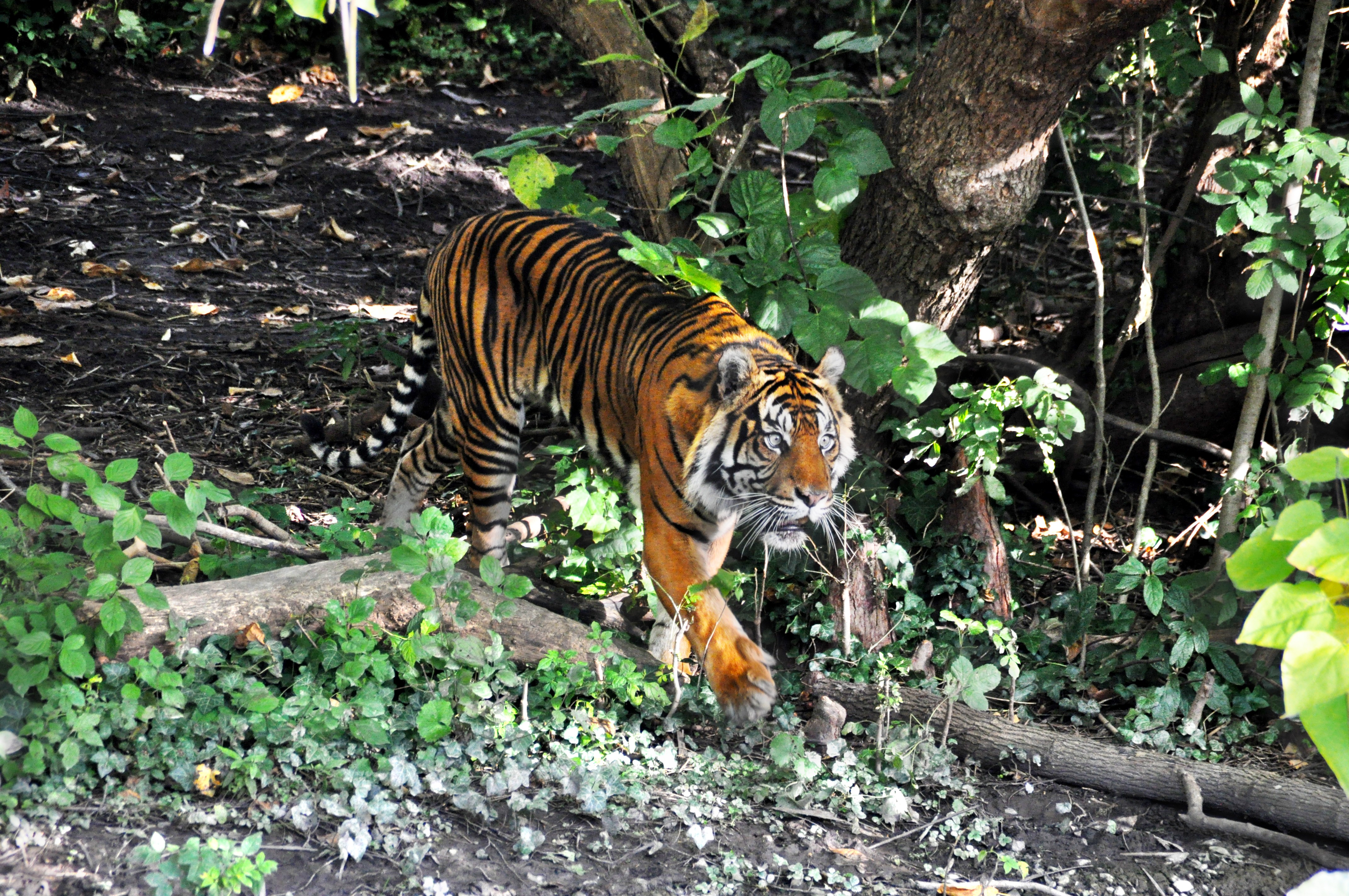 Джунгли Индии животный мир