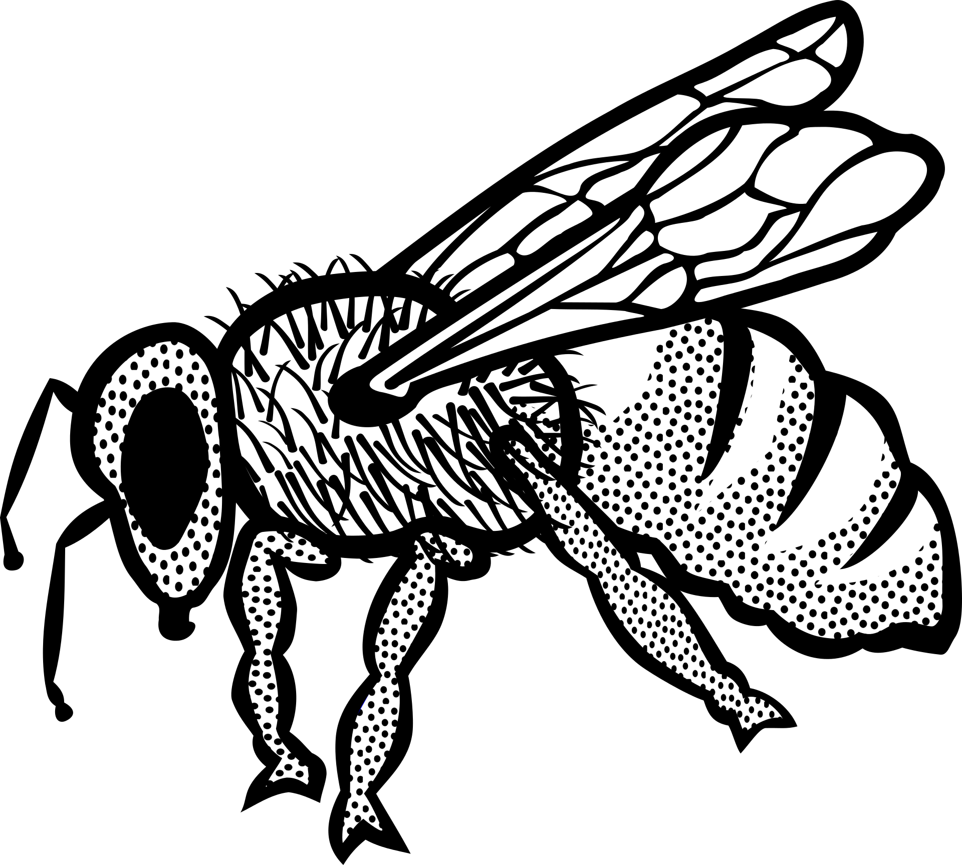 Animal Bee drawing free image download