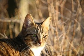 portrait of a young tiger cat