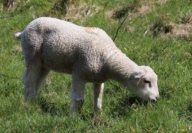young lamb on the pasture