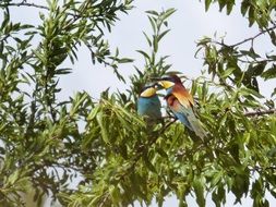 couple of birds on an almond tree