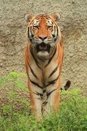 striped wild cat