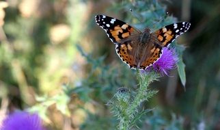 butterfly on the flower with spread wings