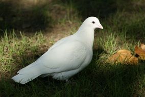 white dove in light and shadow