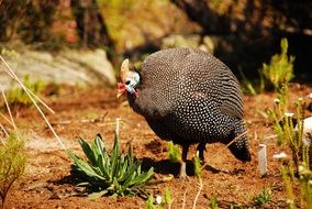 Guineafowl bird