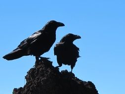 Black Crows