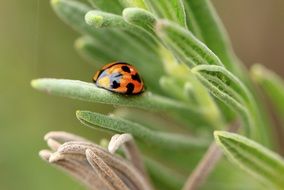 ladybug on the green leaf