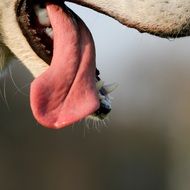 pink tongue of a big dog close-up