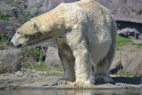 big male Polar Bear in Zoo