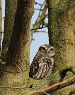 photo of the Owl on a tree