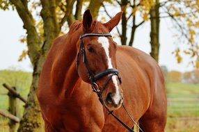 elegant horse in autumn