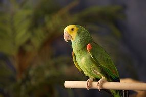 enchanting Green Wild bird