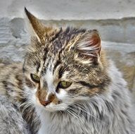 beautiful Cat