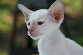 white kitten on the air