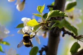 Bumblebee on apple tree blossom