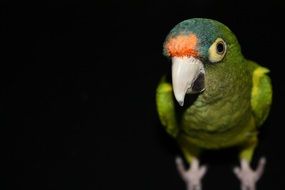 green parrot is a tropical bird