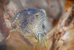 Loro Lizard