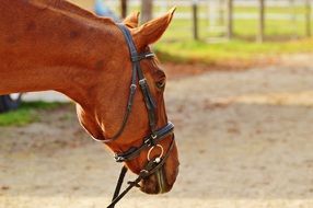 portrait of an elegant farm horse