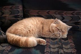 sleeping red persian cat
