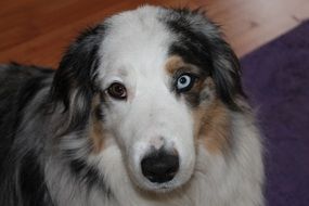 portrait of australian shepherd