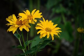 Heliopsis, Yellow Flowers