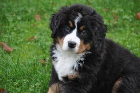 bernese mountain dog, puppy on grass