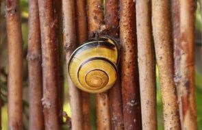 Shell on a woods