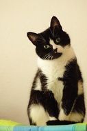 Two-colored domestic cat