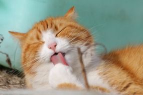 lazy ginger cat