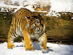 young tiger walking on the snow in the nuremberg zoo