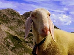 sheep in the mountains