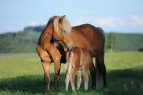 mare with foal in the meadow