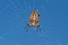 Garden Spider Spider
