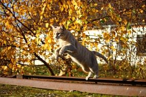 young car ready to jump