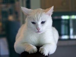 Photo of white cat