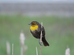 wonderful and beautiful Yellow-Headed Blackbird in the wildlife