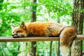 perfect beautifu lFox Sleep