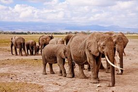 herd of elephants in a national park in Kenya