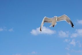 seagull flying over the Baltic Sea