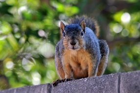 squirrel with a bushy tail in a park close-up