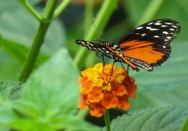 butterfly on orange inflorescence close up