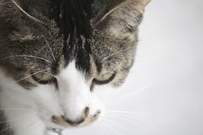 Head of the cat