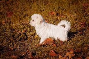small white puppy dog on lawn