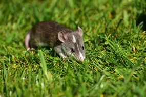 Baby rat on the green grass