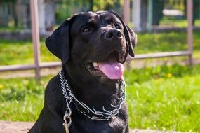 black labrador outdoor