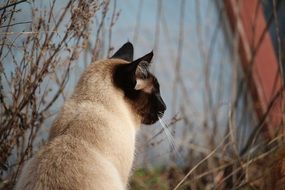 Siamese cat sit on the ground