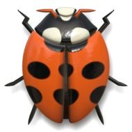 isolated orange ladybird on the white background