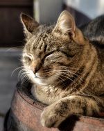 cat sleeps on an armchair