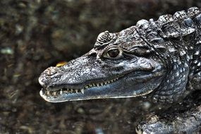 Wild dangerous Crocodile
