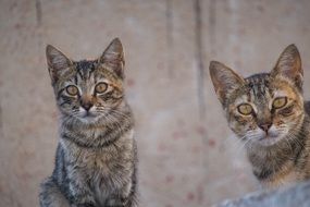 pair of striped cats